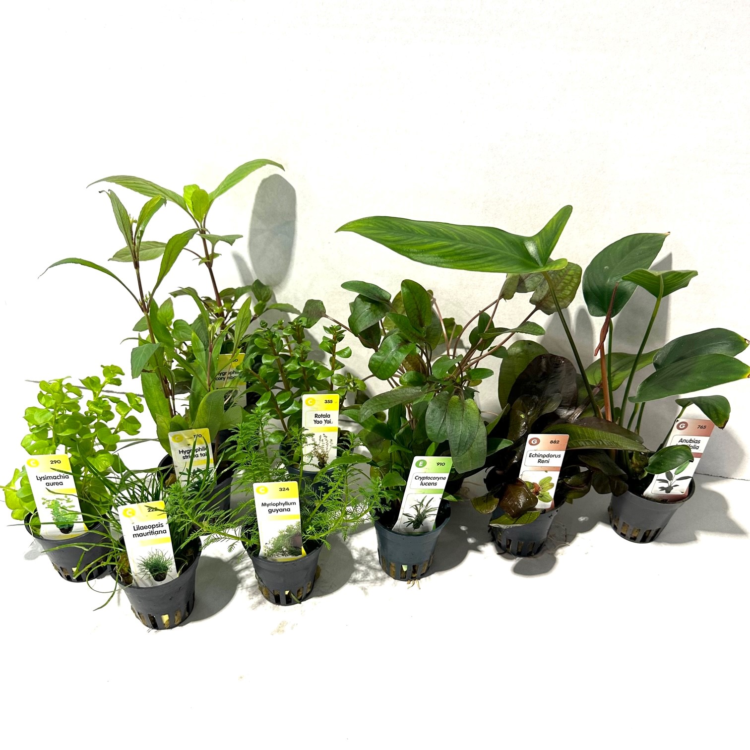 Plantenpakket Assortiment 60 st.